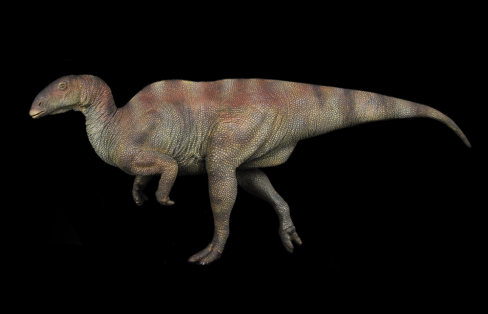 卢枫山-禽龙 iguanodon seelyi