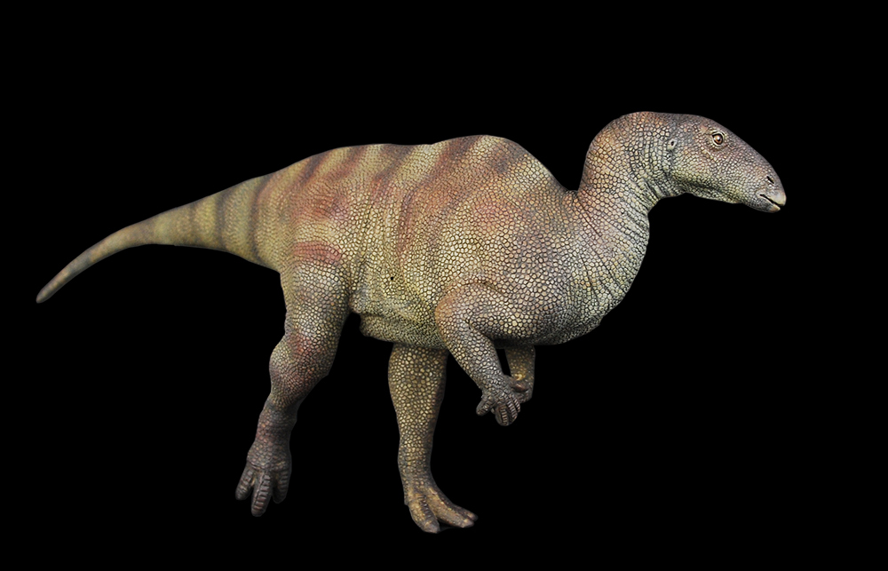 卢枫山-禽龙 iguanodon seelyi