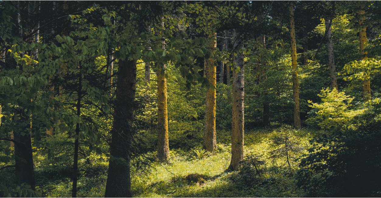 The Earth and Woods