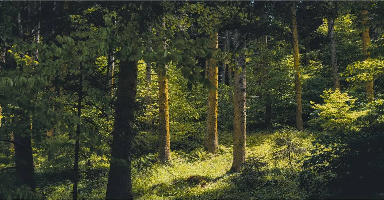 The Earth & Woods Mood