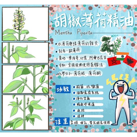 胡椒薄荷