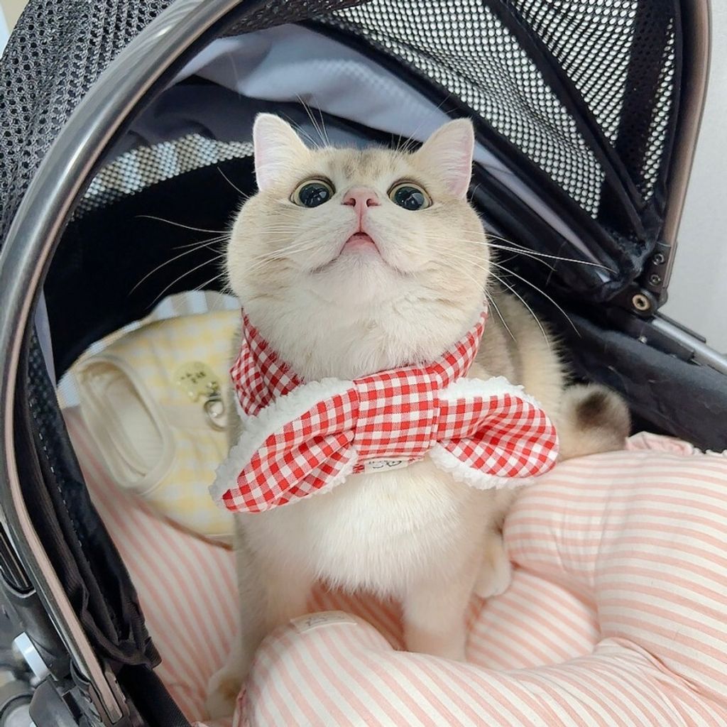 image_88A8FA28-52BB-40A5-BCCF-AE6644CB9370_1772553661