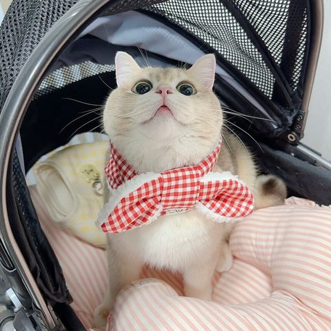 image_88A8FA28-52BB-40A5-BCCF-AE6644CB9370_1772553661