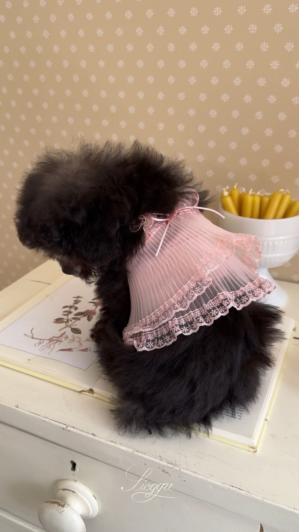 image_9F6B60B9-8E54-4BCF-8262-1D1A12790835_1773751991