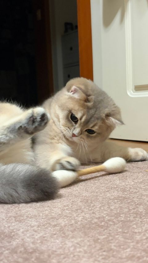 image_8917A100-CCF1-4C48-9C4A-53EEB7904E29_1774278448