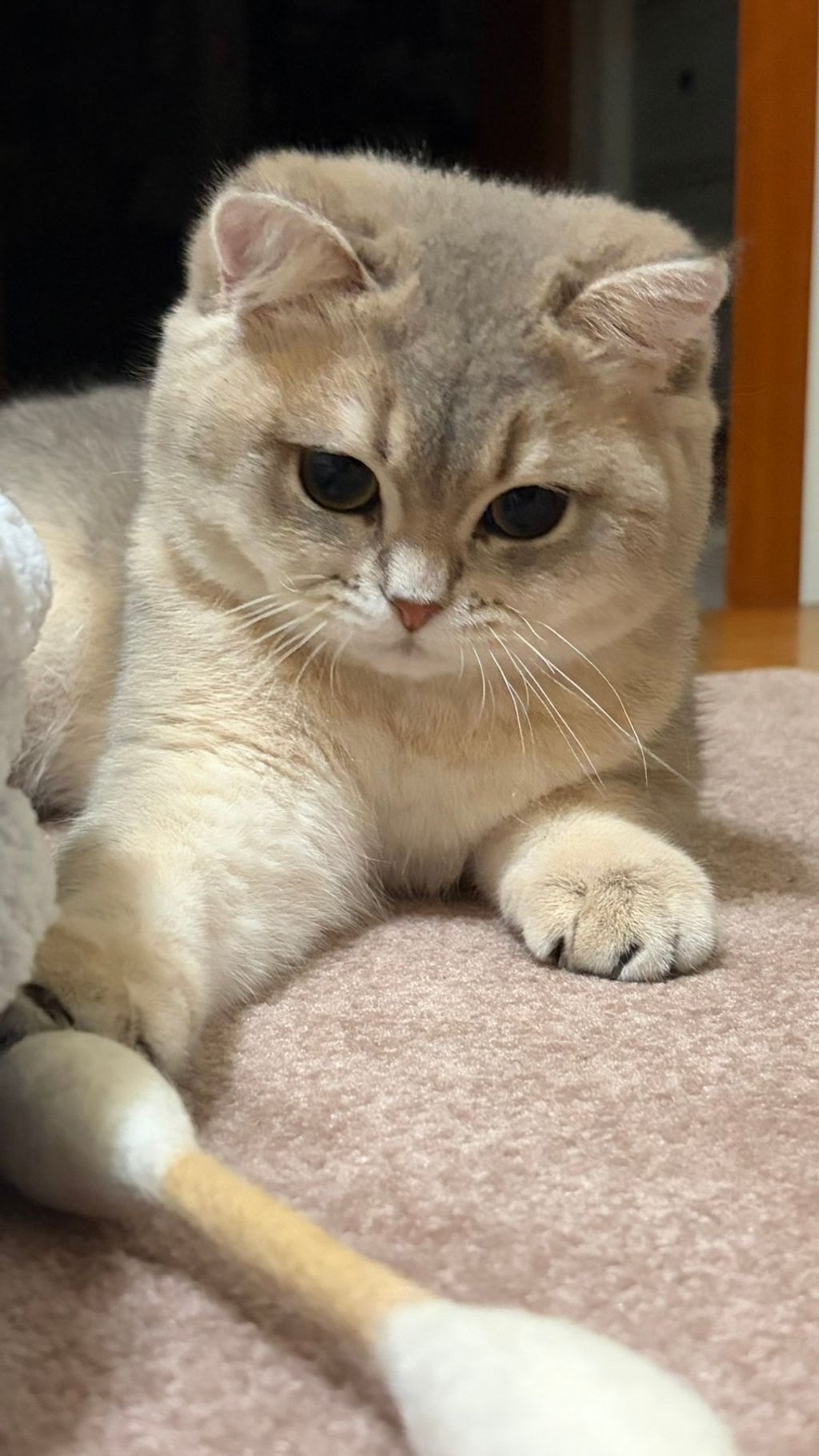 image_531CBC1B-D25F-4915-9BAC-5835EC13BEA9_1774278448