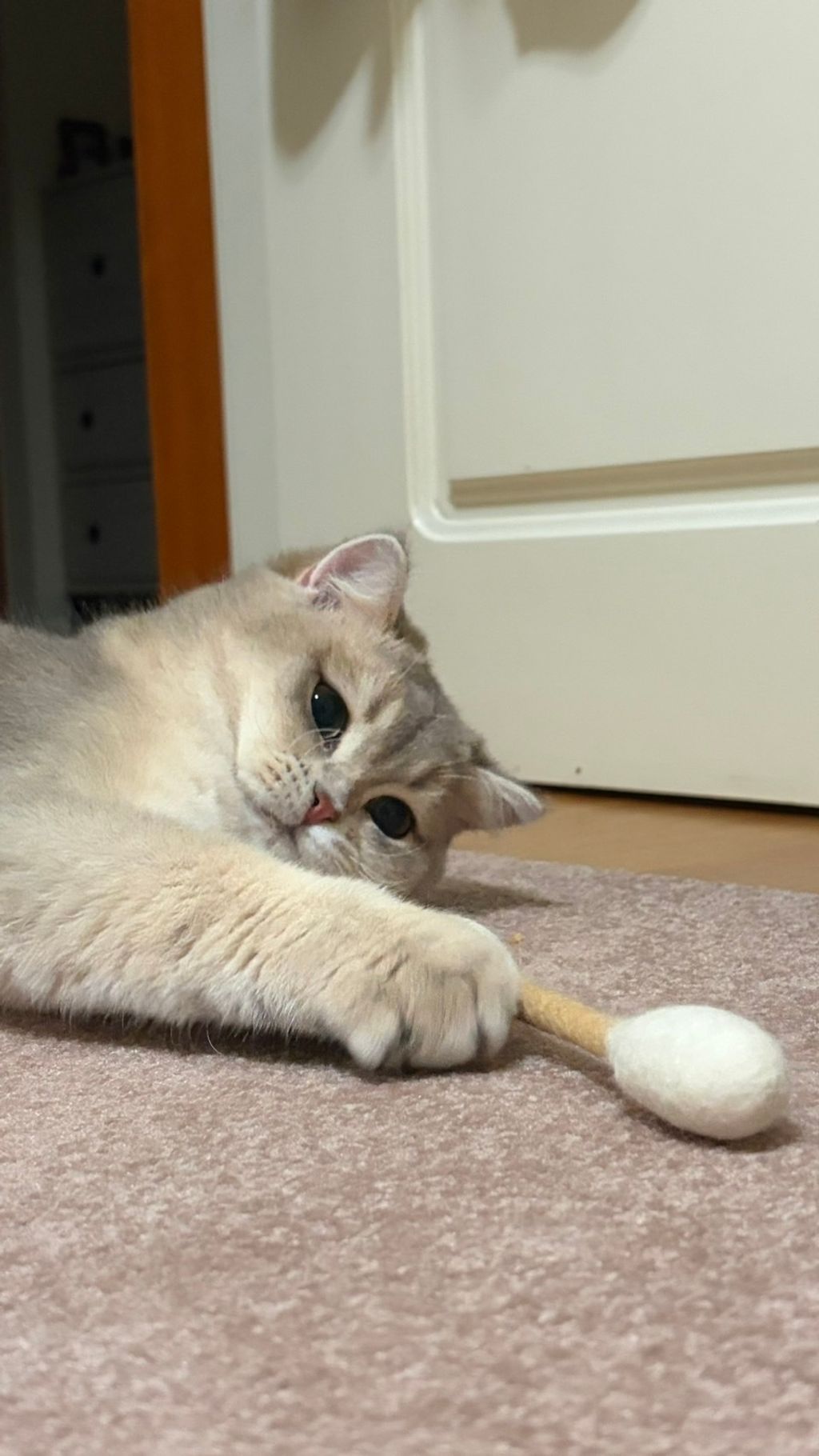 image_11FA33BC-6695-4670-B835-F3F83EC9A3D5_1774278448