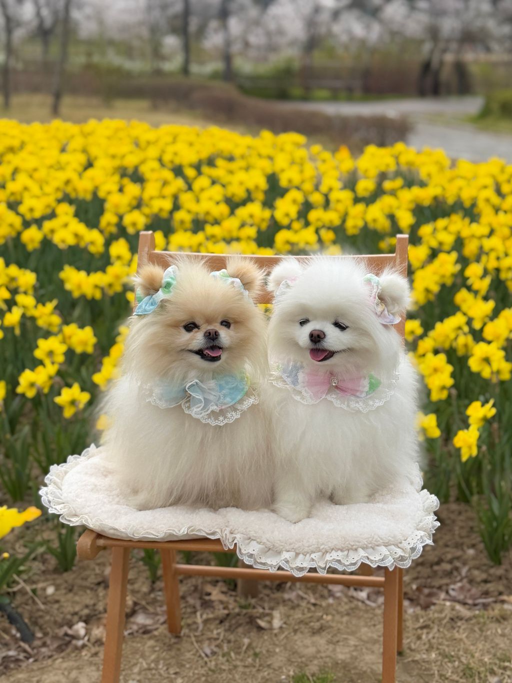 image_4B544A2C-B319-4C3D-8BA0-C9027B70F11F_1775972313