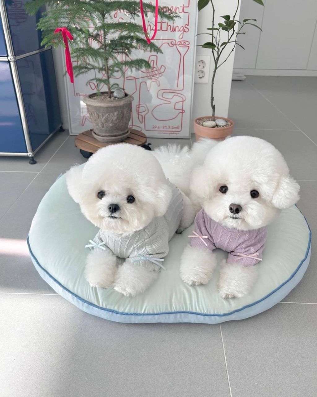 littleheart_official_ 2023-11-22T114559-2-1702909542810