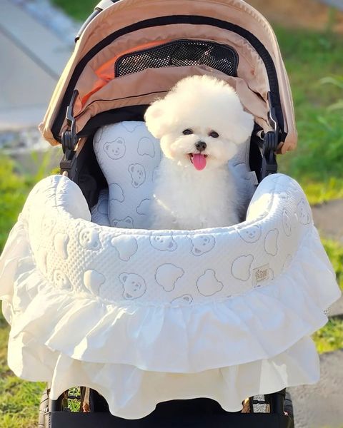 dearpuppy_korea 2024-06-26T174139-5-1719455964976