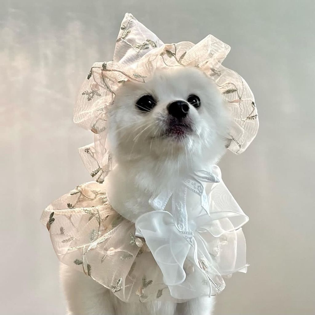 mumuhi_pet 2024-05-24T112840-3-1719809380225