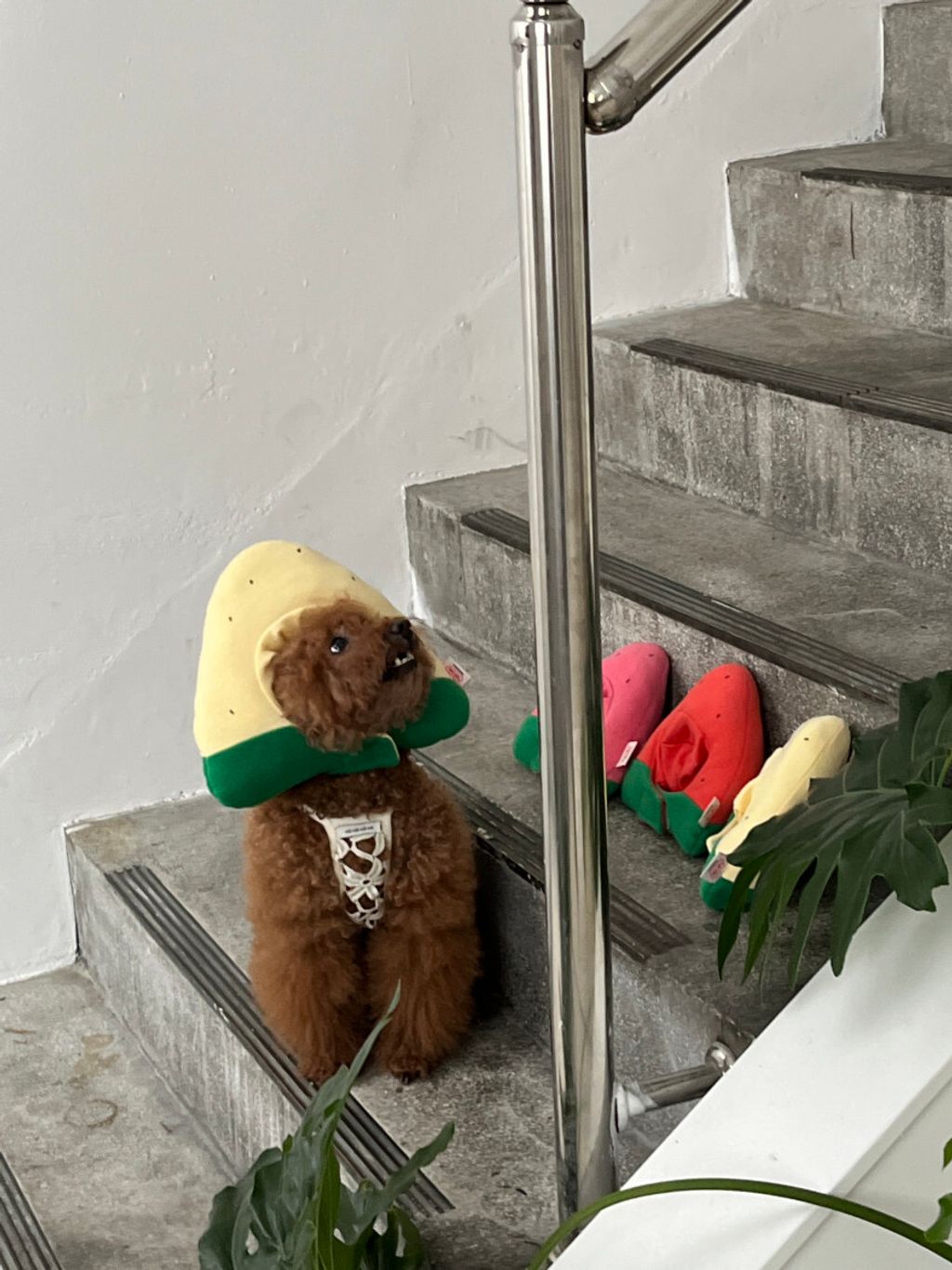 image_823C9982-A19D-4FF2-95D9-6D3F4C27F694_1752670649