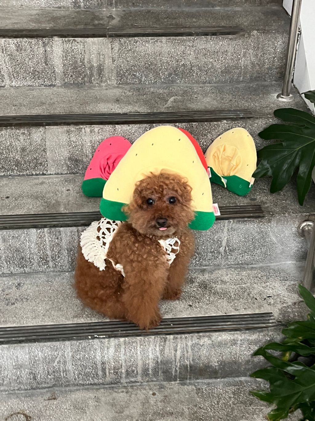 image_664C6368-BF24-4C7F-933D-D196534E732F_1752670649