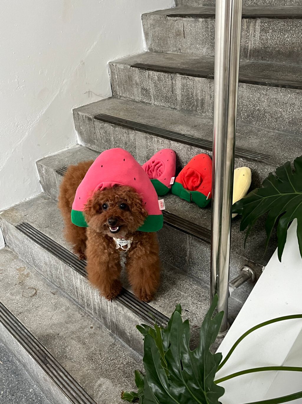 image_317F3642-5B9F-4991-87CE-179BFB045363_1752670649