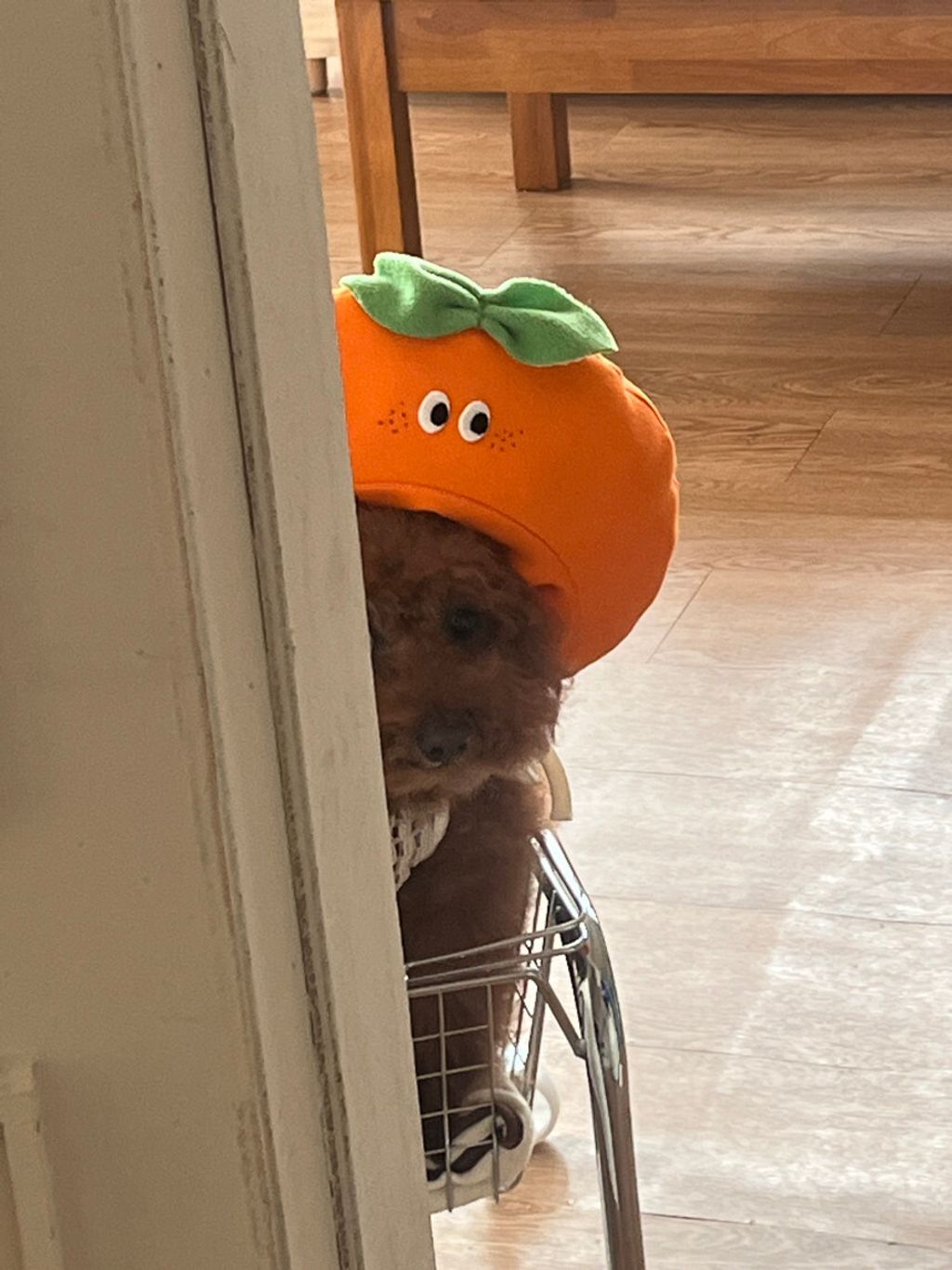 image_17126F42-E048-48C1-8DC0-69FB8E73B447_1752671371