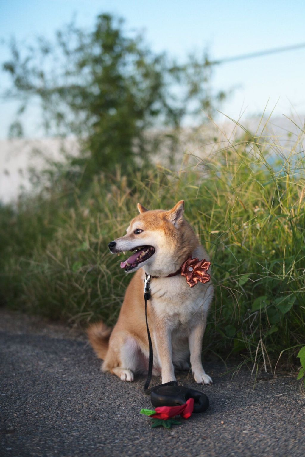 image_7881C462-BEEF-4234-A85F-C18CEBF34FAE_1752756662