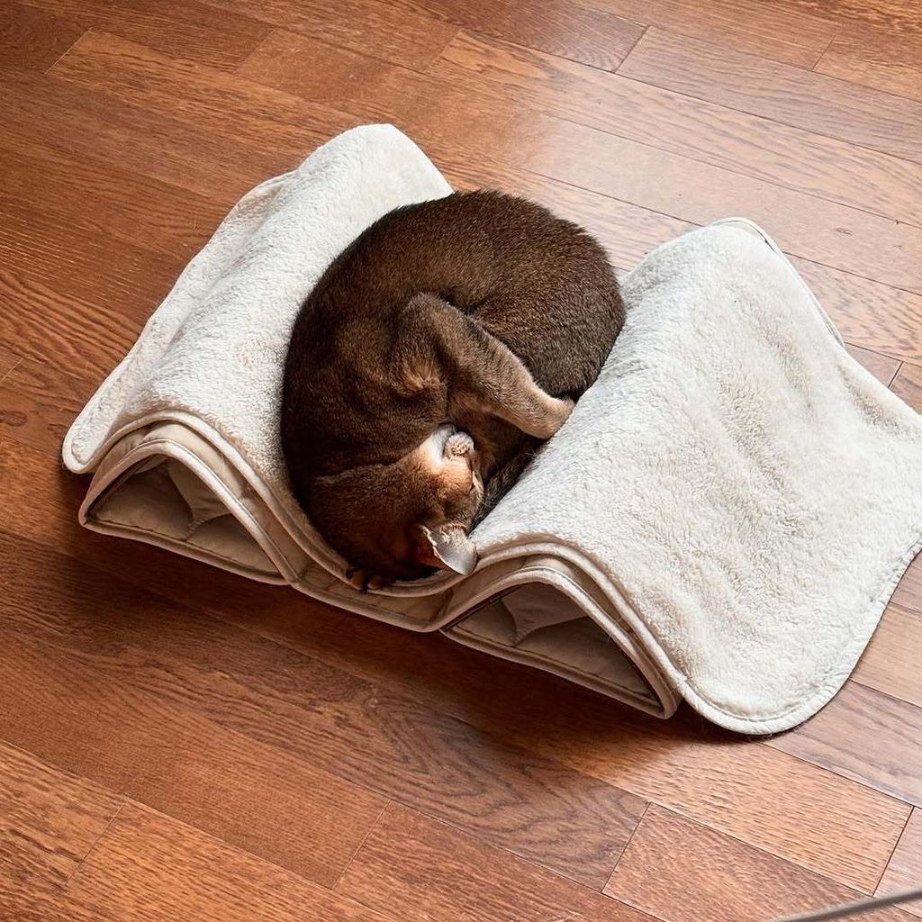 image_540B75E8-DAD4-438C-9103-B337E3A78330_1753274130