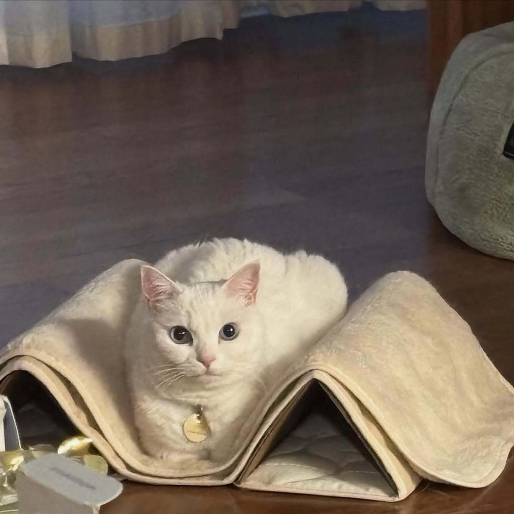 image_48E3F25A-453D-42C3-B9B3-C79D3F26DFF3_1753274130