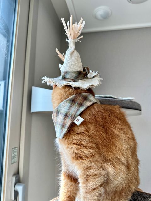 image_47A38112-5696-4894-B1D8-B357BFCFC966_1754645391