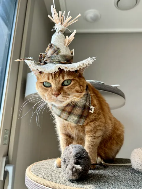 image_17FA0412-8BF3-444D-A609-58FD62FEEA21_1754645391