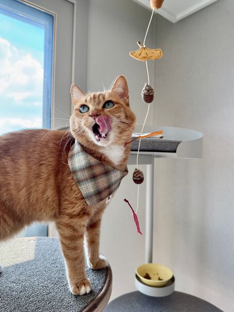 image_D6D80E96-1A89-455B-9CCC-8A77F1FEC4F3_1754645775