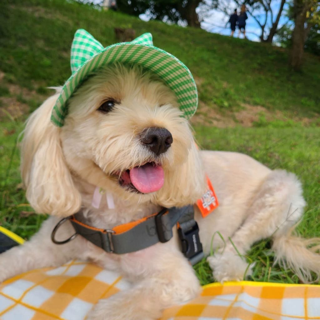 image_2F3AB0E9-F2E7-496C-BC1D-A34253D35184_1759154883