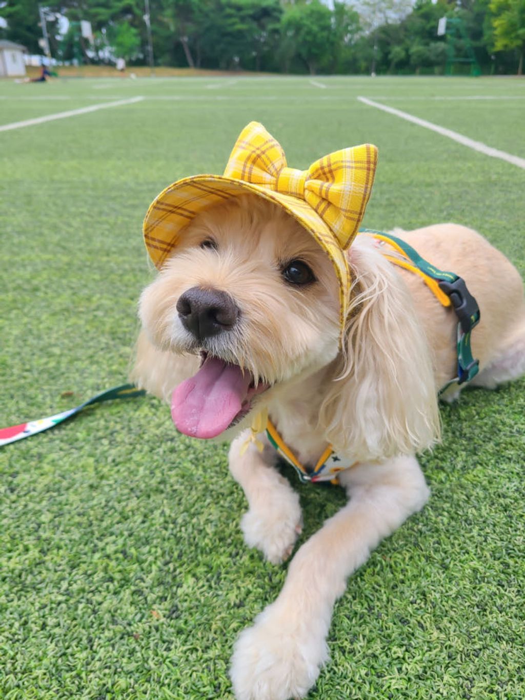 image_5A702975-B922-4404-AC59-62F8A1420FCA_1759156811