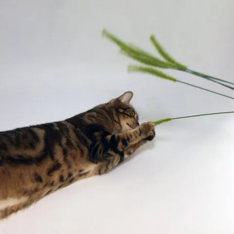 image_A0CF2497-2C05-49DE-9114-A5B105BB009E_1760550685