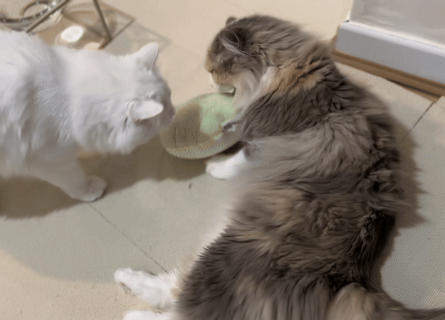 image_35034F3A-4000-4211-8FEA-01843D5E16B2_1761295780