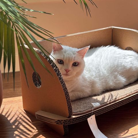 31366cb586448d75bdc8dbcf2765cbd4