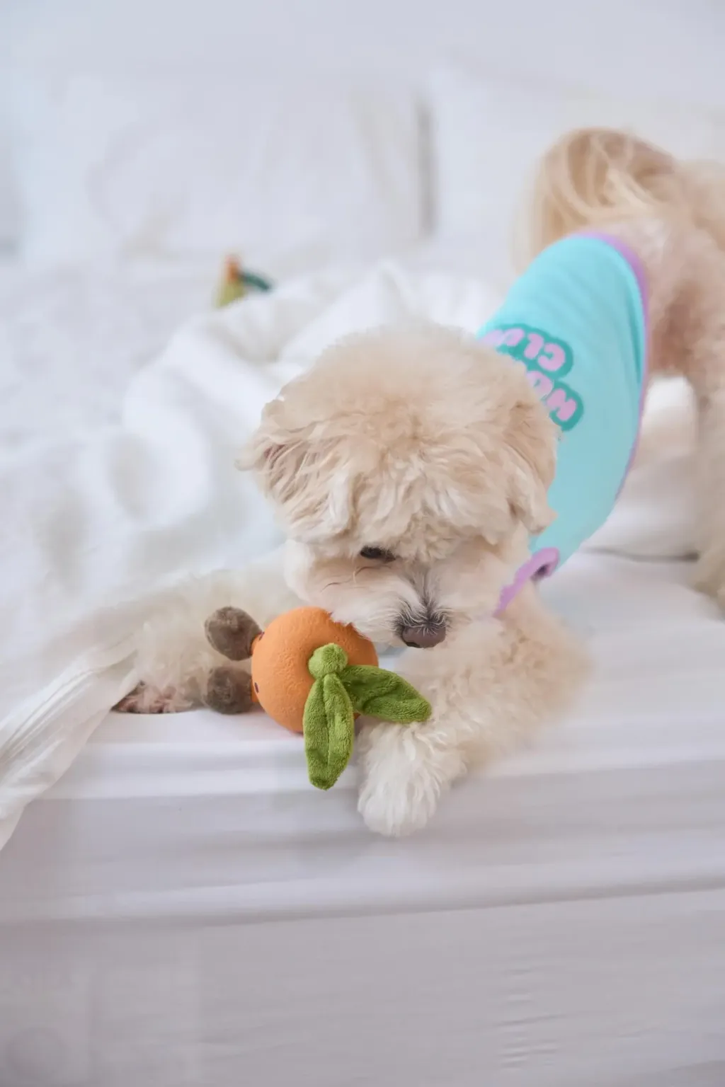 image_BBA31E1F-0913-4EFC-BA7F-804914E88FA5_1762159278