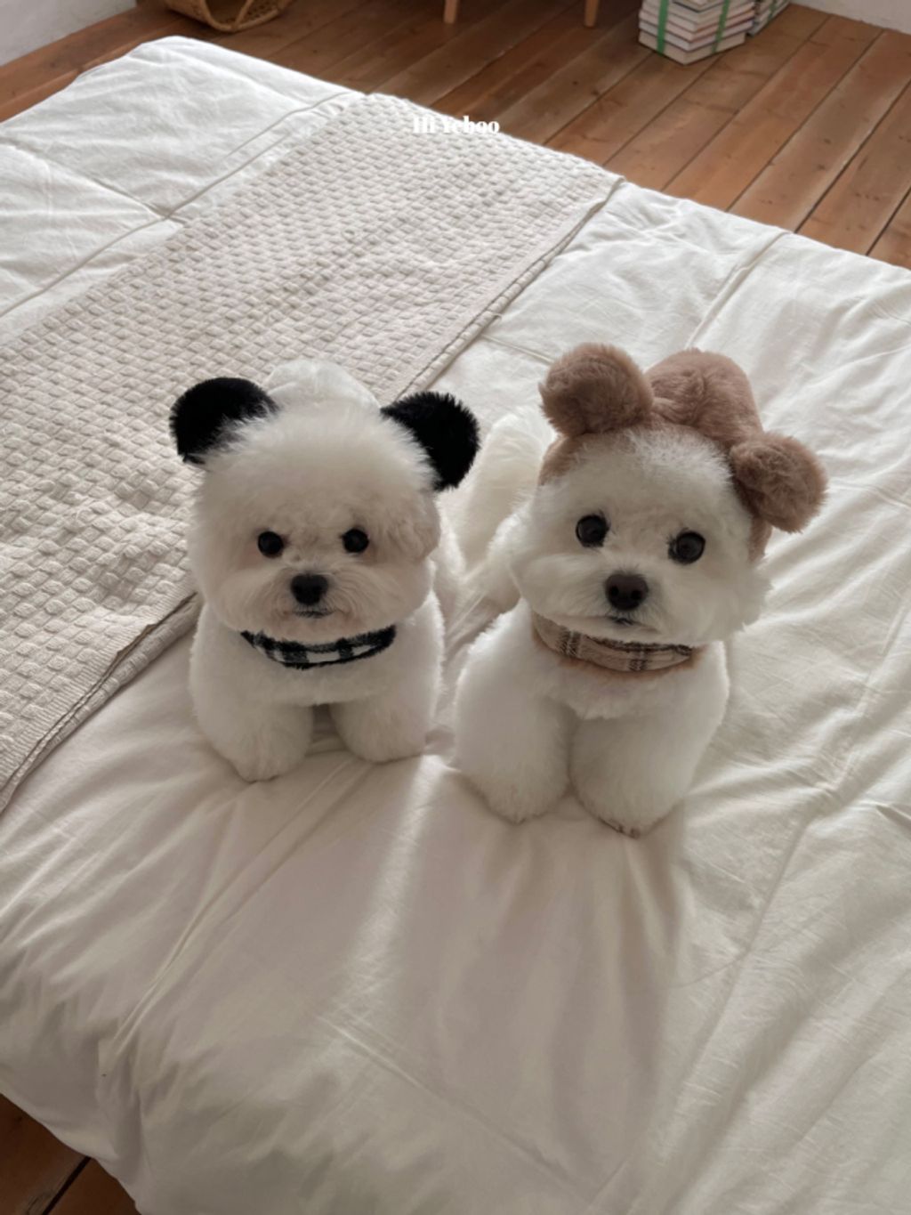 image_18AFB843-208E-4316-BF23-61B4A20205A6_1762320813