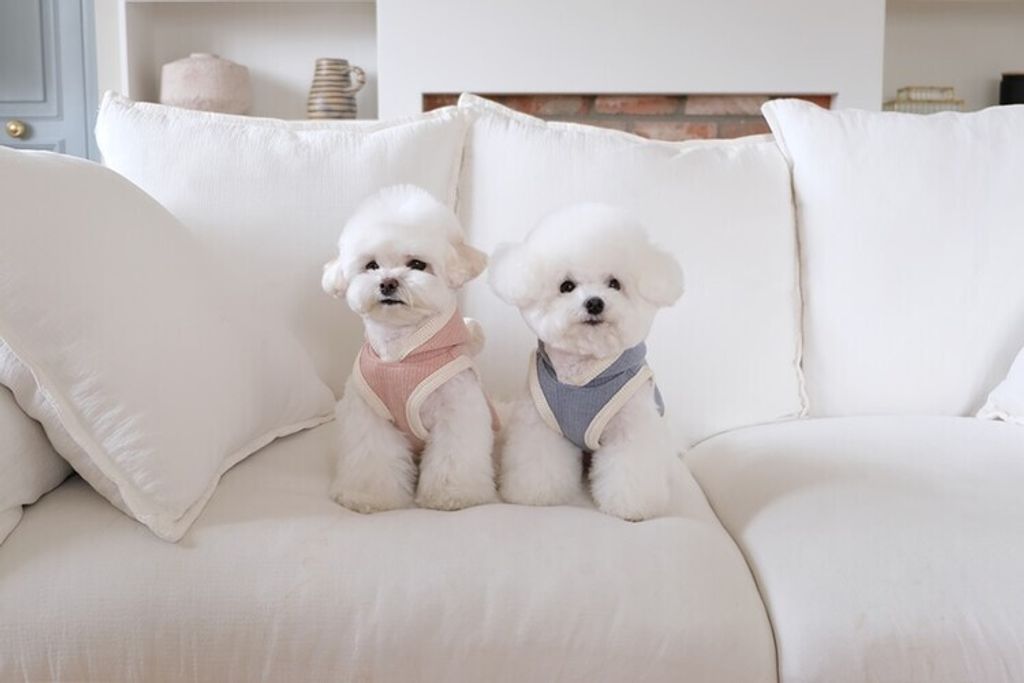 image_1C69638A-0AB0-4369-83CB-30FB287FF79B_1762455707