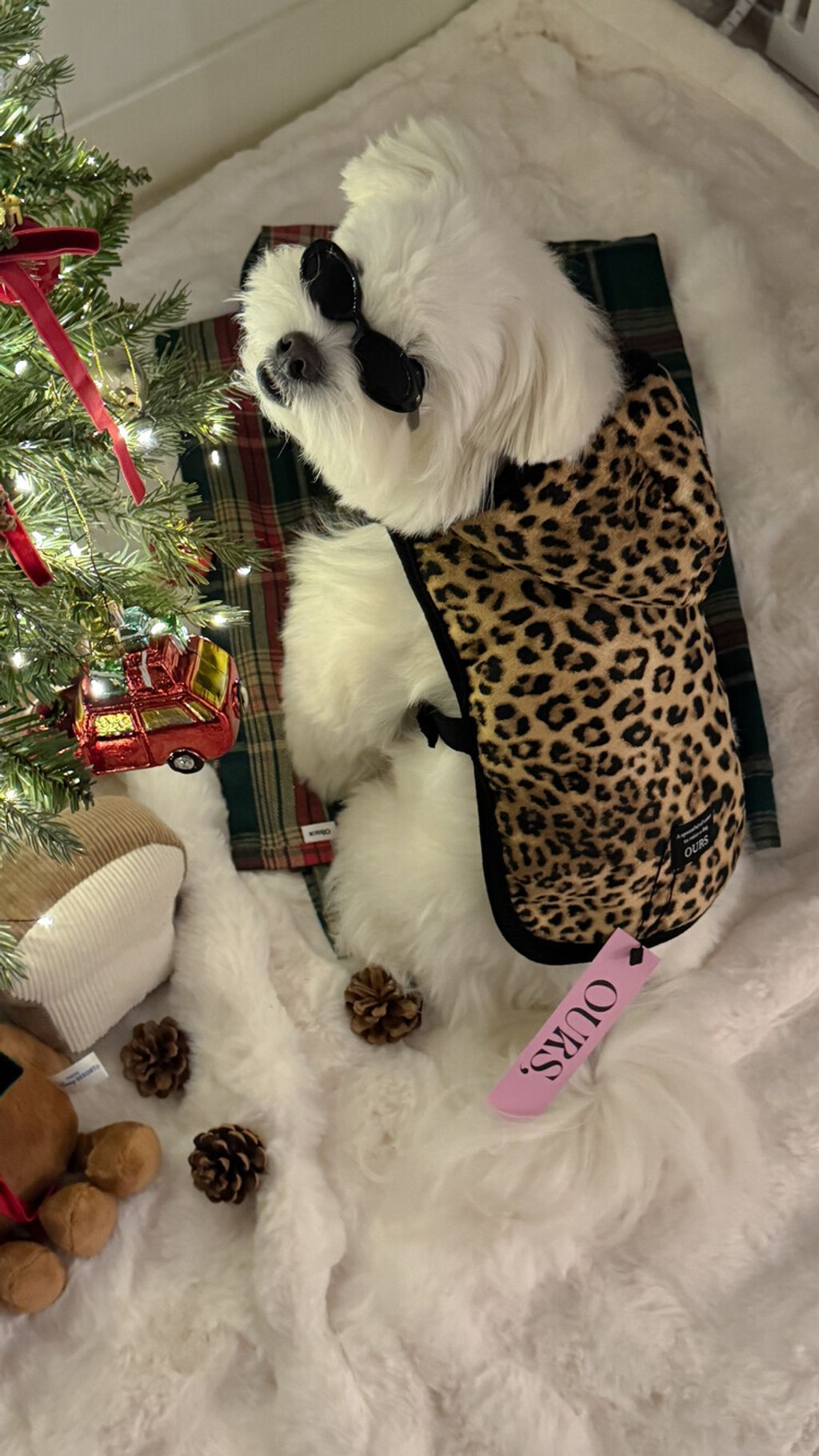 image_D6767569-C270-4F34-B7E2-D580EA3FB1D8_1762497099