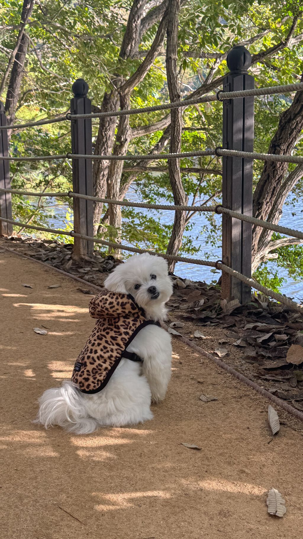 image_A03E0352-9180-4441-97E6-943D2705E922_1762497099