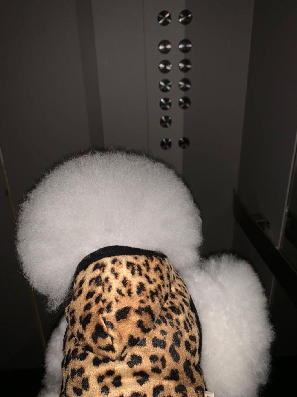 image_4DAE6B4A-CD4D-4D77-BC1B-ED42CA6E8983_1762497099