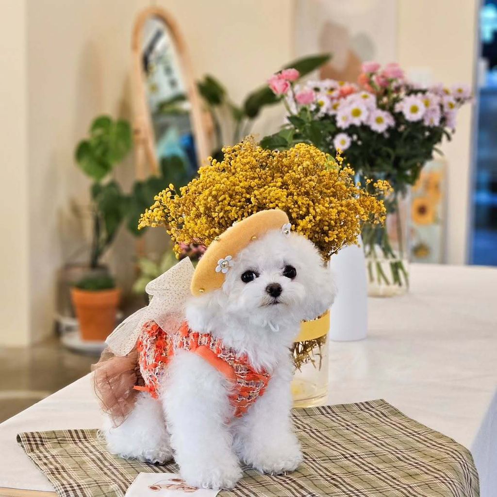 image_E9F07D9B-7FEA-401A-AD24-B43E45794CC6_1762944923