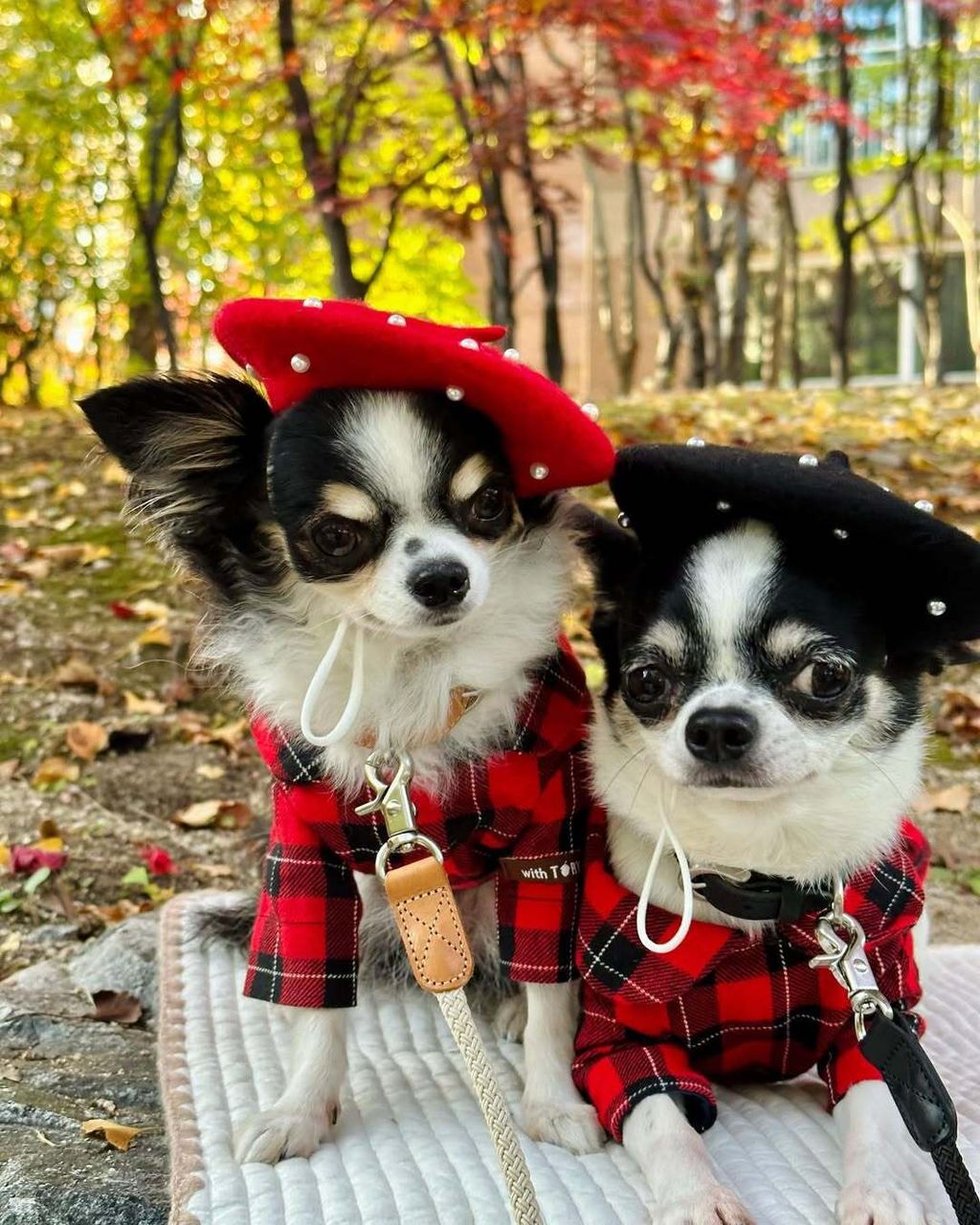 image_D308CA29-FF52-4D00-9DEC-9C3639AEEBA9_1762944998