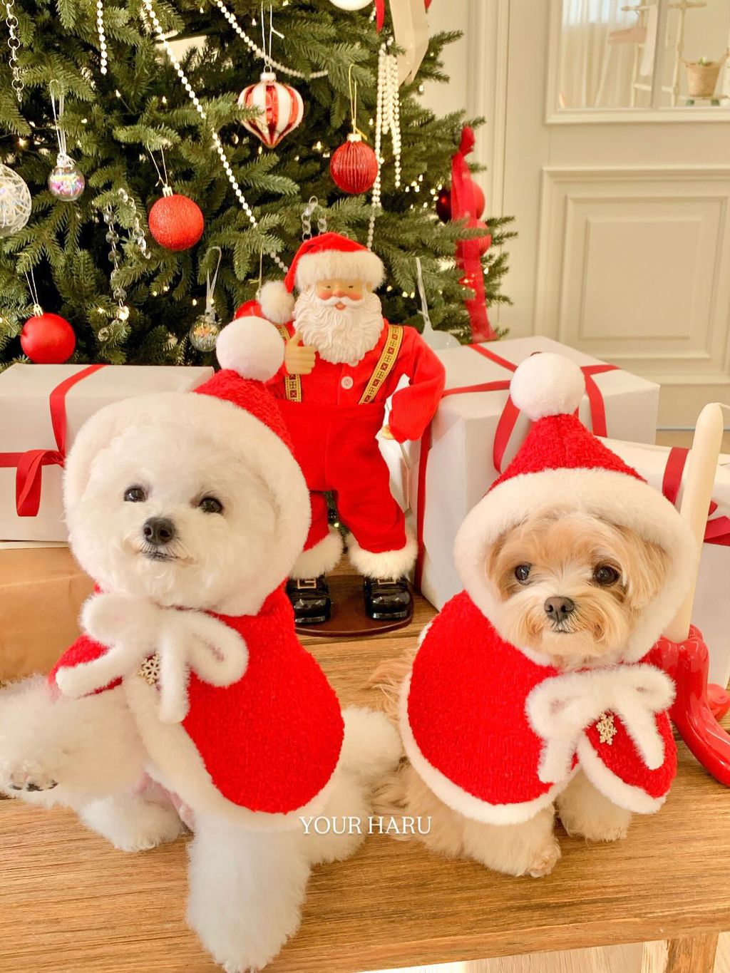 image_664E030A-AFAB-42EE-B365-B4DB5B93841C_1763042310