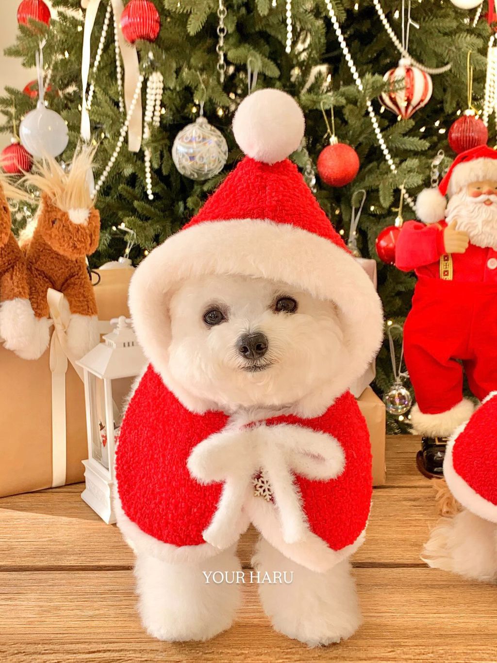 image_E8C8BEF9-80E5-414A-BD52-2E4CEA216103_1763042311