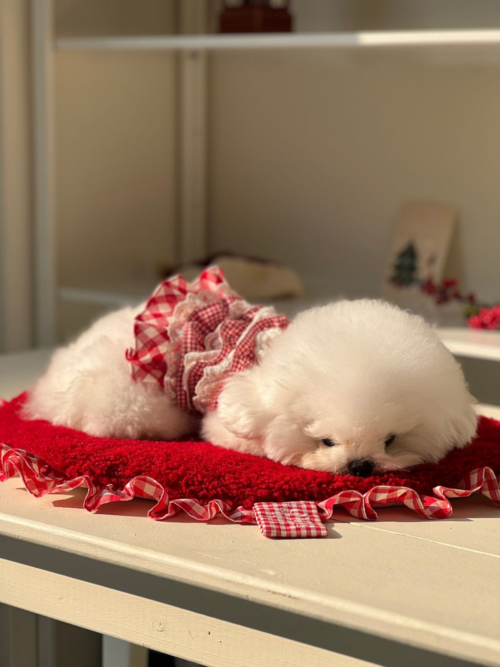 image_88346AE5-FD2A-47CB-A76C-3E5E562297C5_1763903991