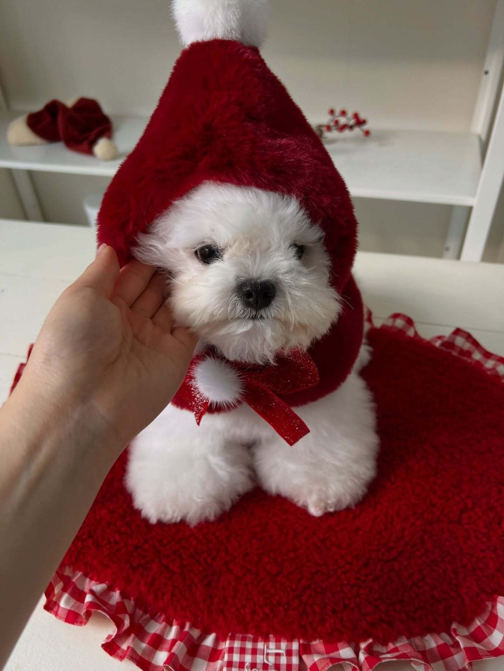 image_9A6D6AAA-0636-4726-8214-FF8F7473D65C_1763918195