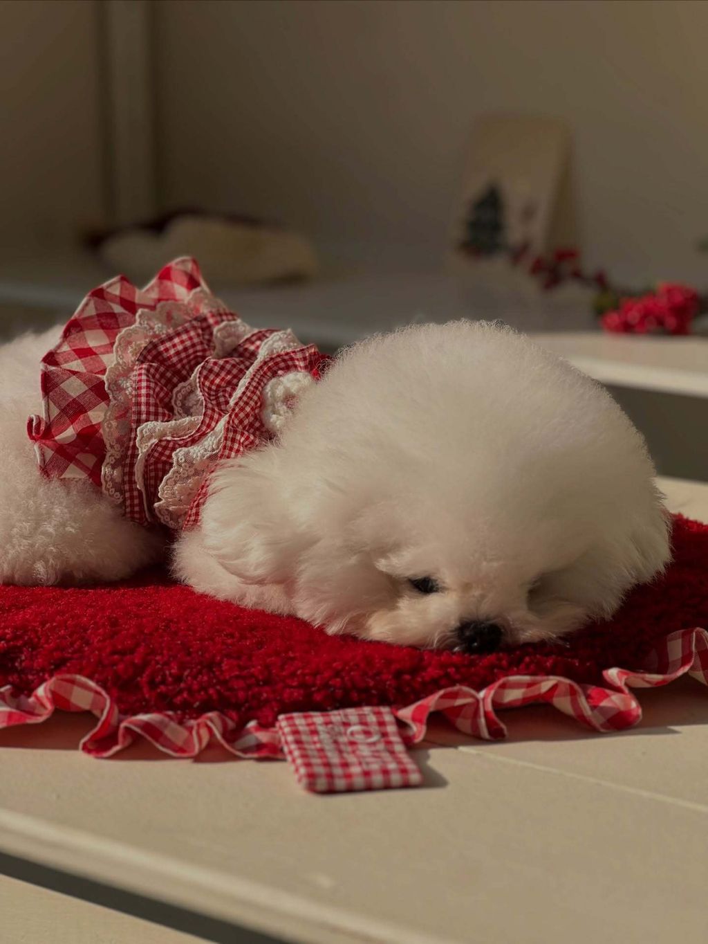 image_74606CF7-BDE7-4954-9180-BCBF713DC60E_1763924162