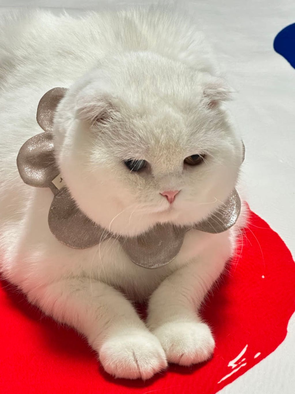 image_21B12E4E-2A29-4A78-97B5-38A9B26DE452_1767872217