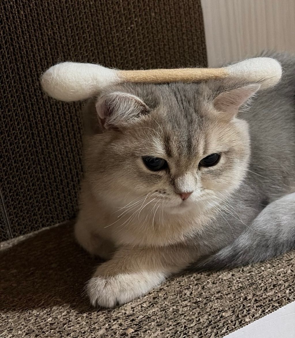 image_E5D8AB89-D1D5-46F3-8DB5-C676955D9474_1767967307