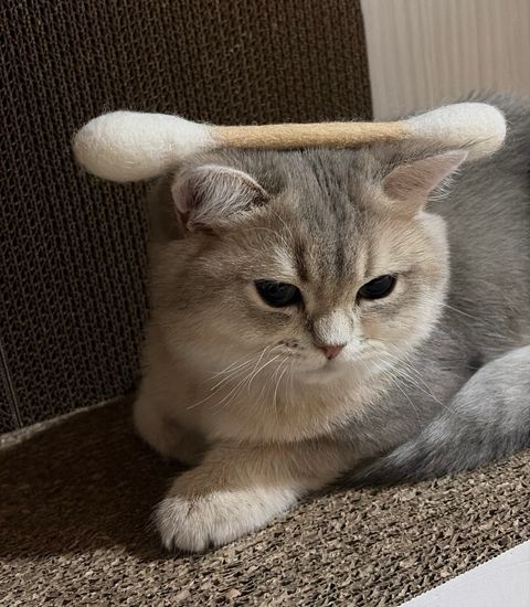 image_E5D8AB89-D1D5-46F3-8DB5-C676955D9474_1767967307