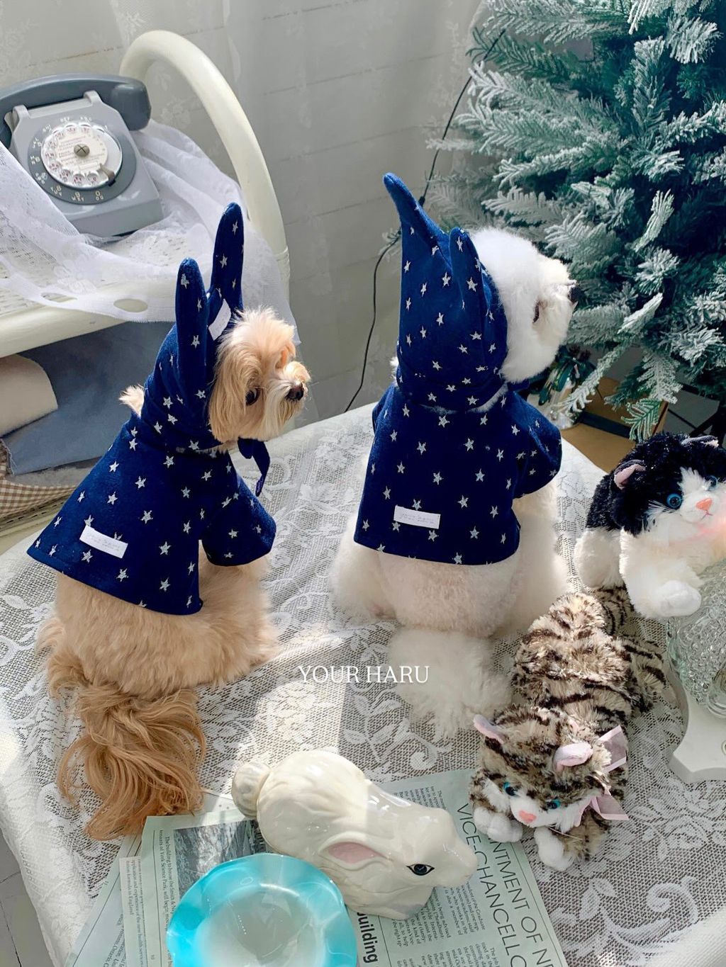 image_D3A88E2B-364D-437A-9275-A55BEF25BA29_1768744767