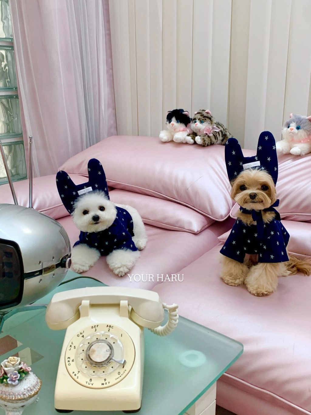 image_FE707E29-A74E-4765-9647-745ADB298F69_1768744767