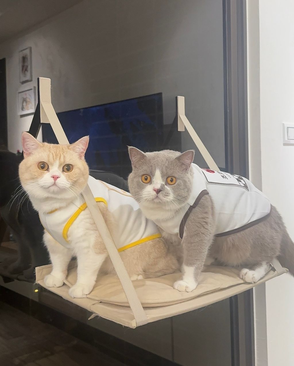 image_945C493D-6B04-4899-899B-FCF244DC11DA_1770222177