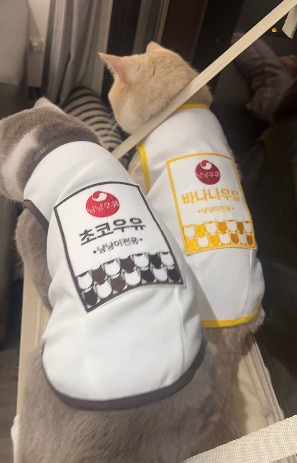 image_2F763D95-D570-4E78-92C8-5F708A6D30C2_1770222177